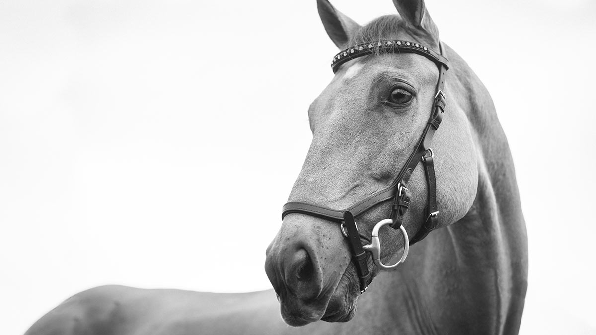 Is it Time to Look a Gift Horse in the Mouth?