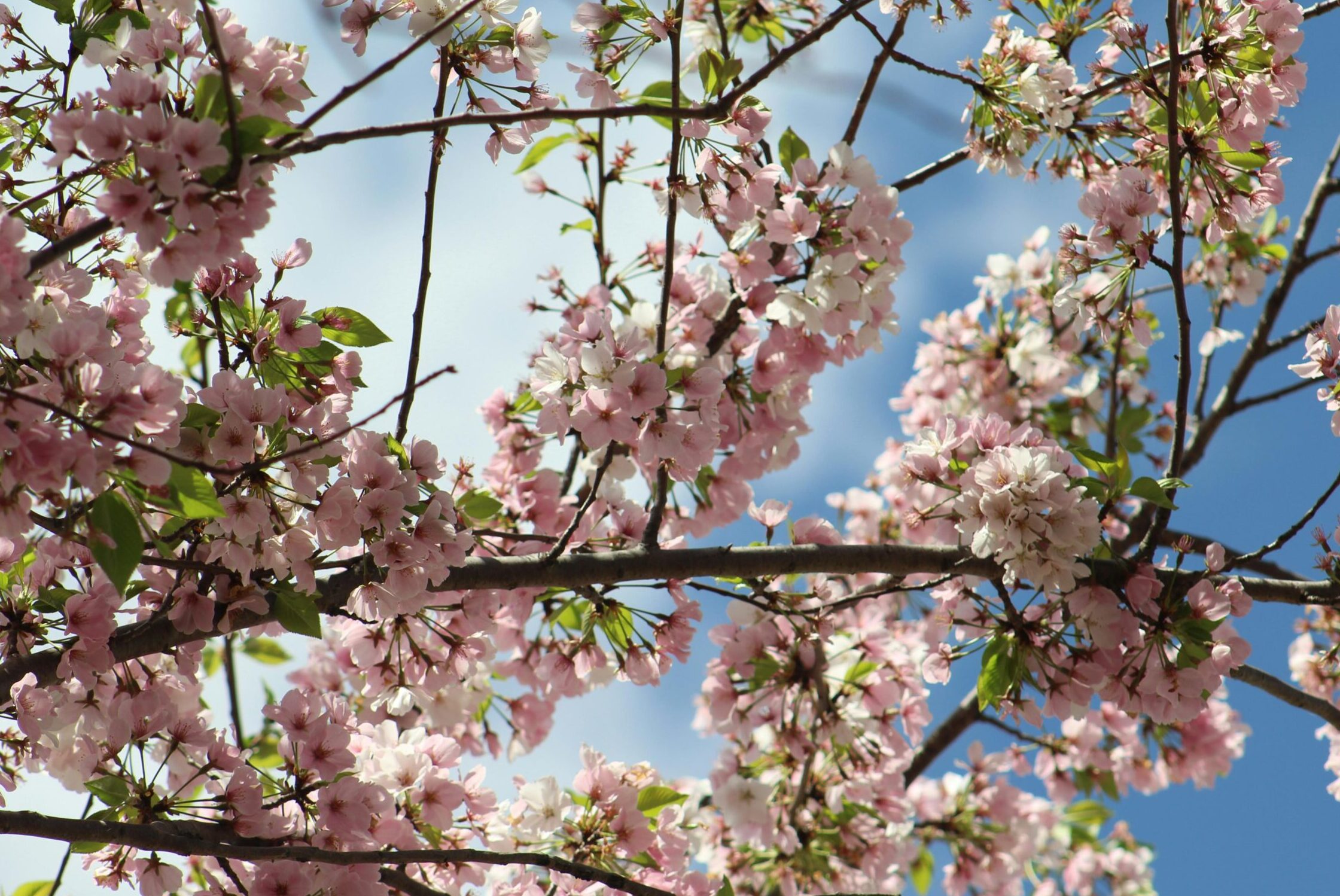 The Gift That Keeps on Blooming